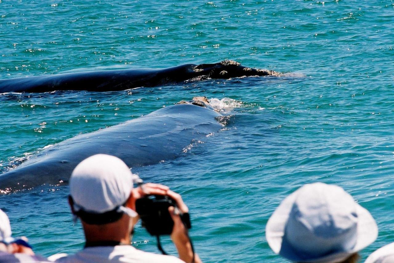 The Whale On Main B&B Hermanus Esterno foto